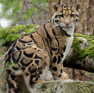 Diamond Painting Nebelparder Grosskatze